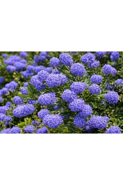 Цеанотус Конча полив